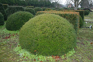 Taxus Baccata