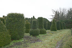 Taxus Baccata