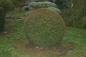 Taxus Baccata