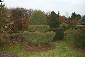 Taxus Baccata