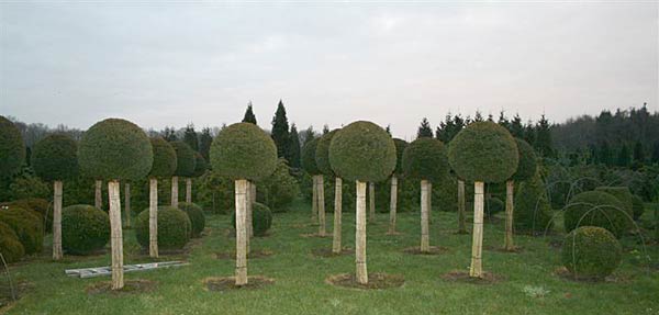 Taxus