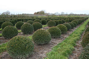 Taxus Baccata