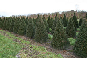 Taxus