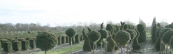 Peter van Wijk - Ihr Taxus Lieferant